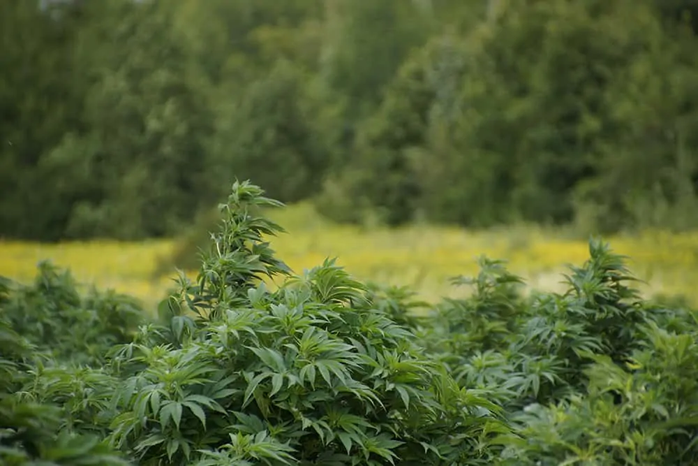 How to Estimate Extraction Yield from Your Hemp Crop
