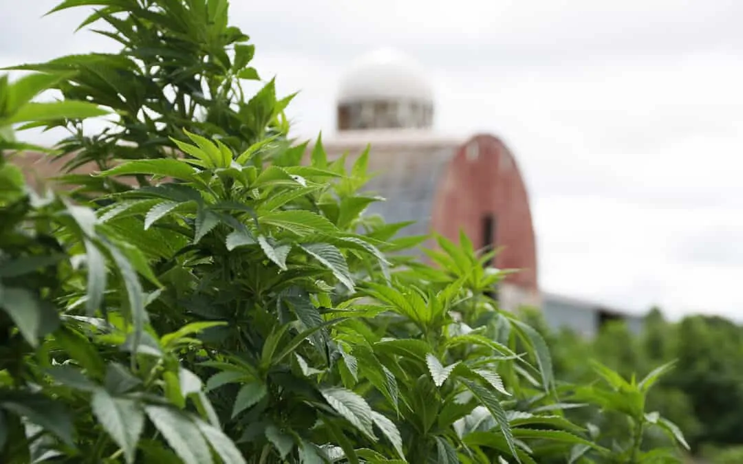 Why Growing Hemp Leads to More Profitable Farming